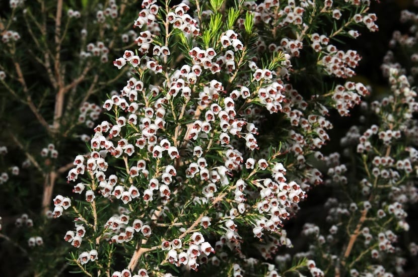 Arbusto de brezo blanco en plena floración