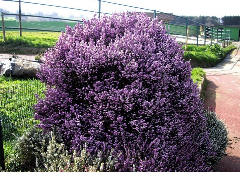 Arbusto de Erica australis cubierto de flores tubulares de color rosa purpúreo