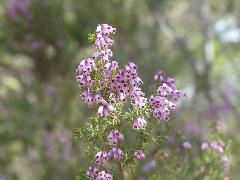 Rama de brezo repleta de pequeñas flores en forma de campanilla