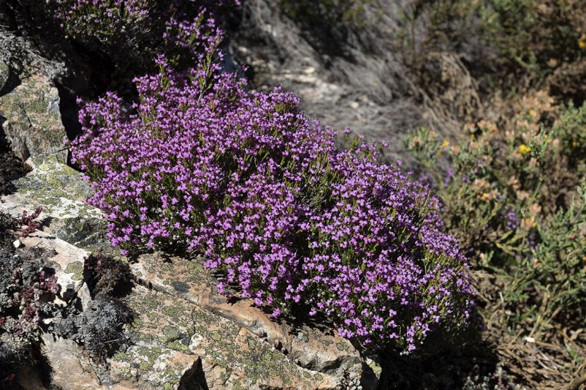 Mata de Erica umbellata con pequeñas florecillas de color rosado o lila