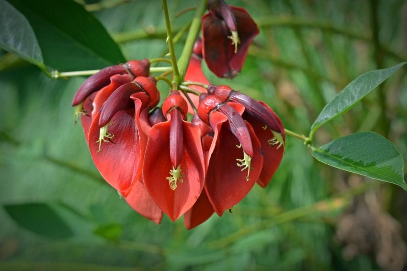 Racimos de flores rojas de Erythrina crista-galli