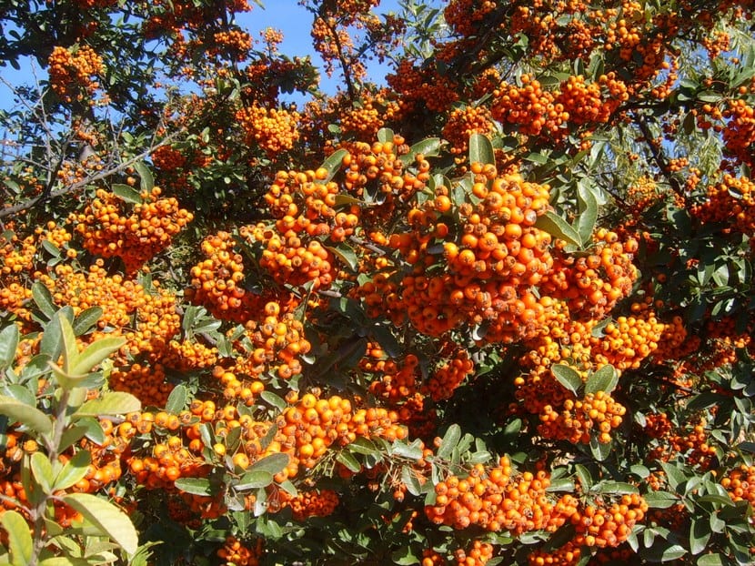 Rama de piracanta con racimos apretados de frutos