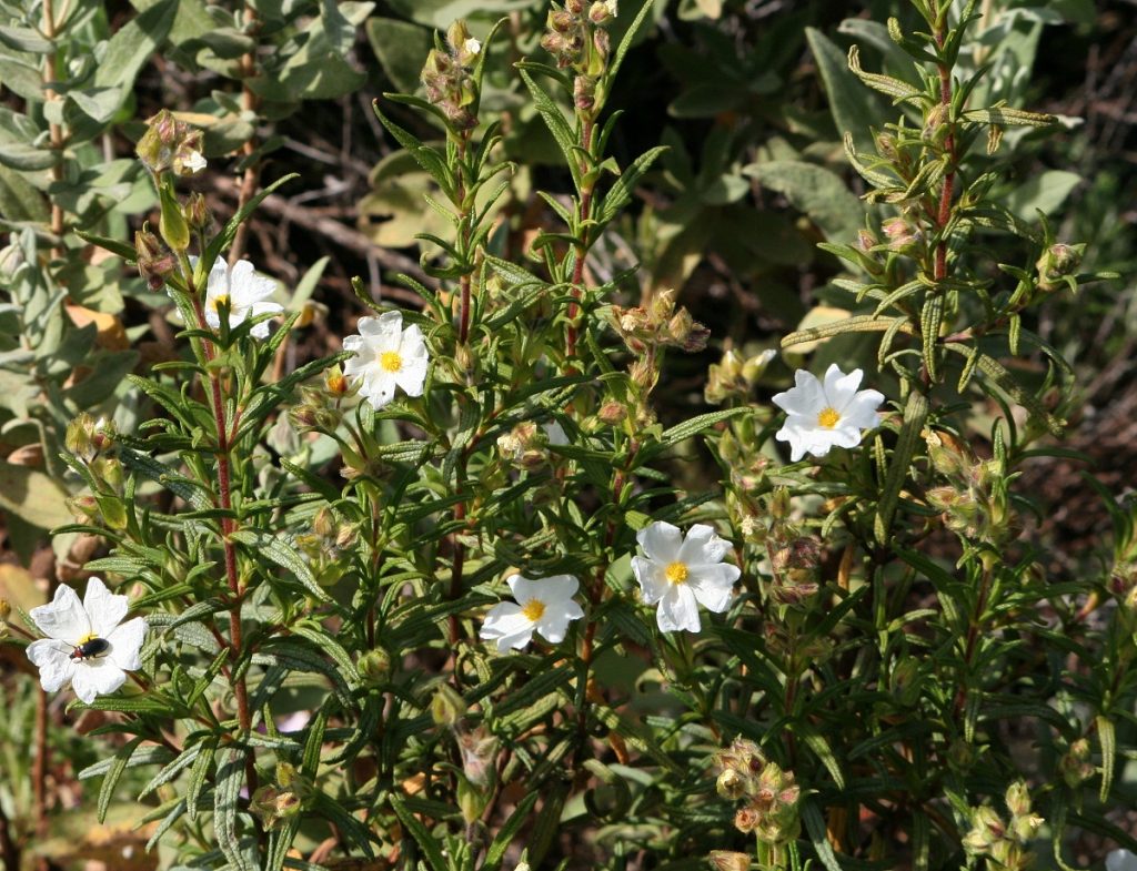 Estepa negra en flor, con flores pequeñas y blancas