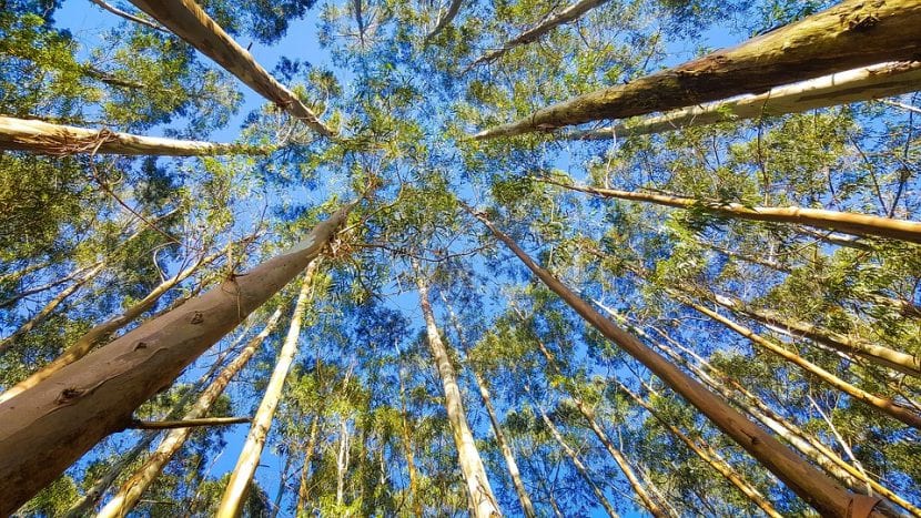 Bosque de eucaliptos