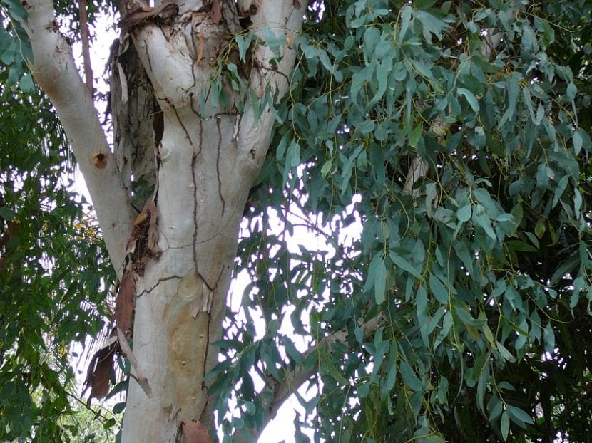 Tronco blanquecino y liso de un ejemplar de Eucalyptus camaldulensis