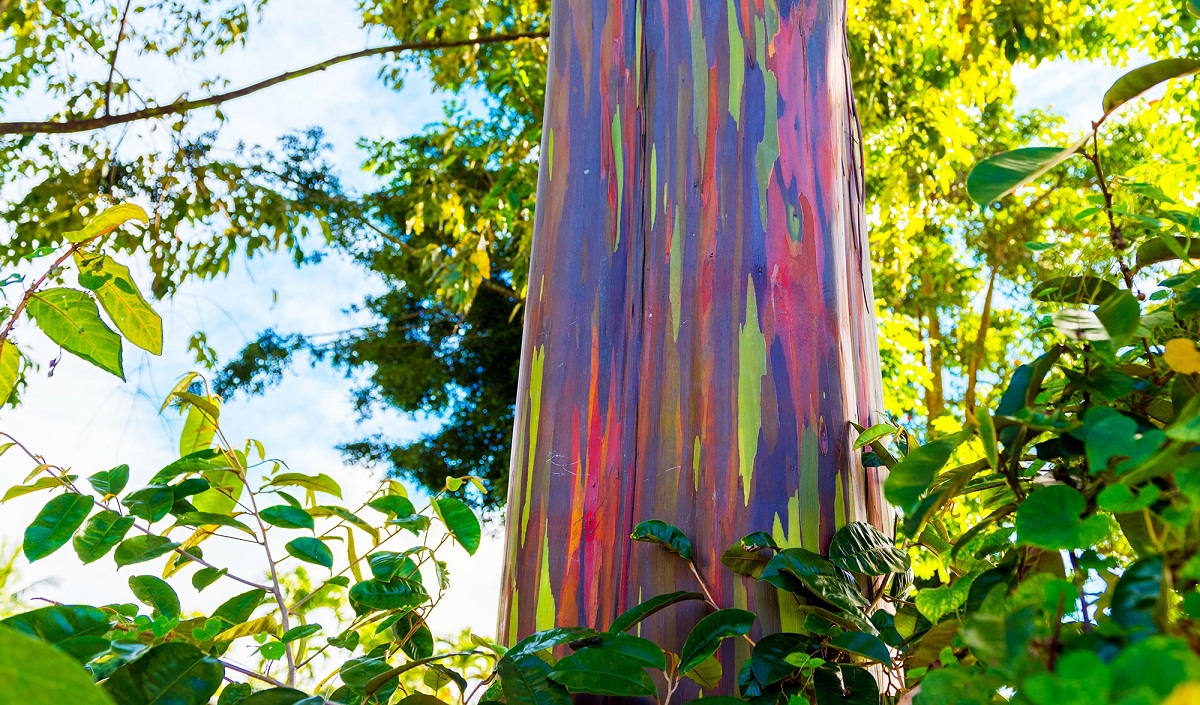 Tronco multicolor del Eucalyptus deglupta o eucalipto arcoíris