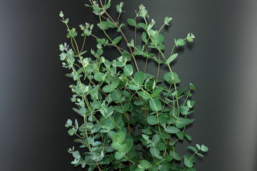 Rama decorativa de Eucalyptus gunnii con hojas juveniles azuladas
