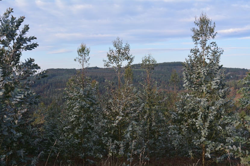 Ramas altas del árbol llamado Eucalyptus nitens