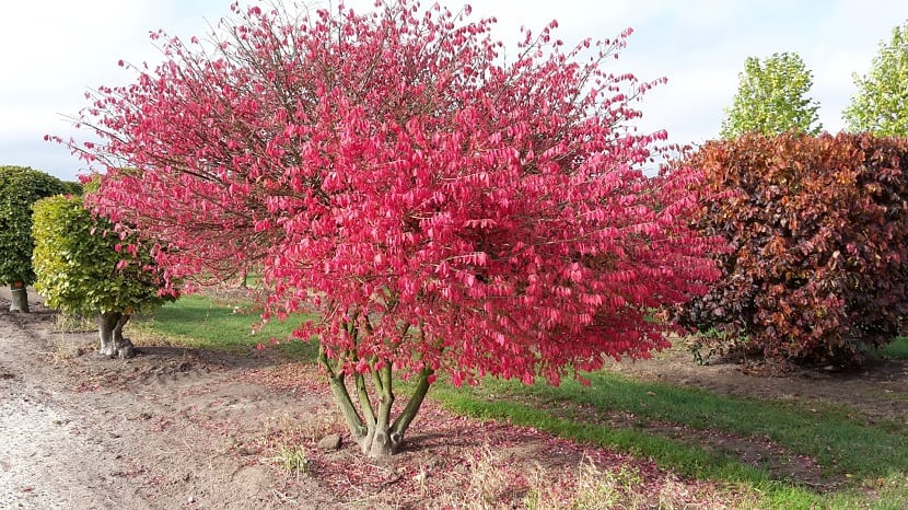 Ejemplar adulto de Euonymus alatus con el follaje otoñal rojo