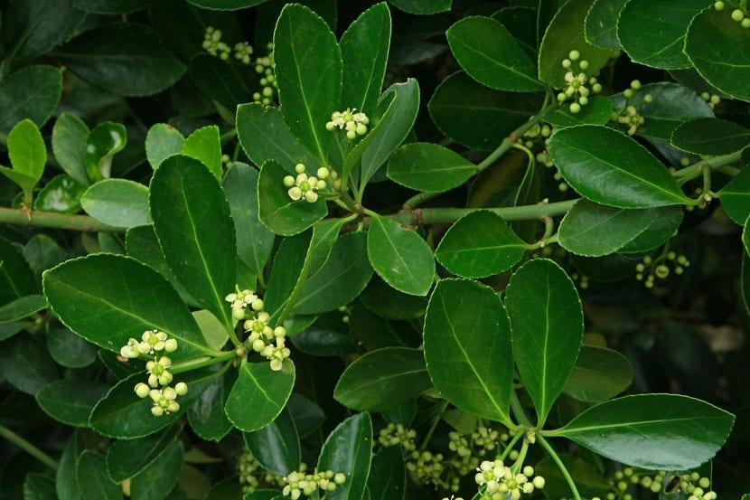 Hojas lustrosas de Euonymus japonicus