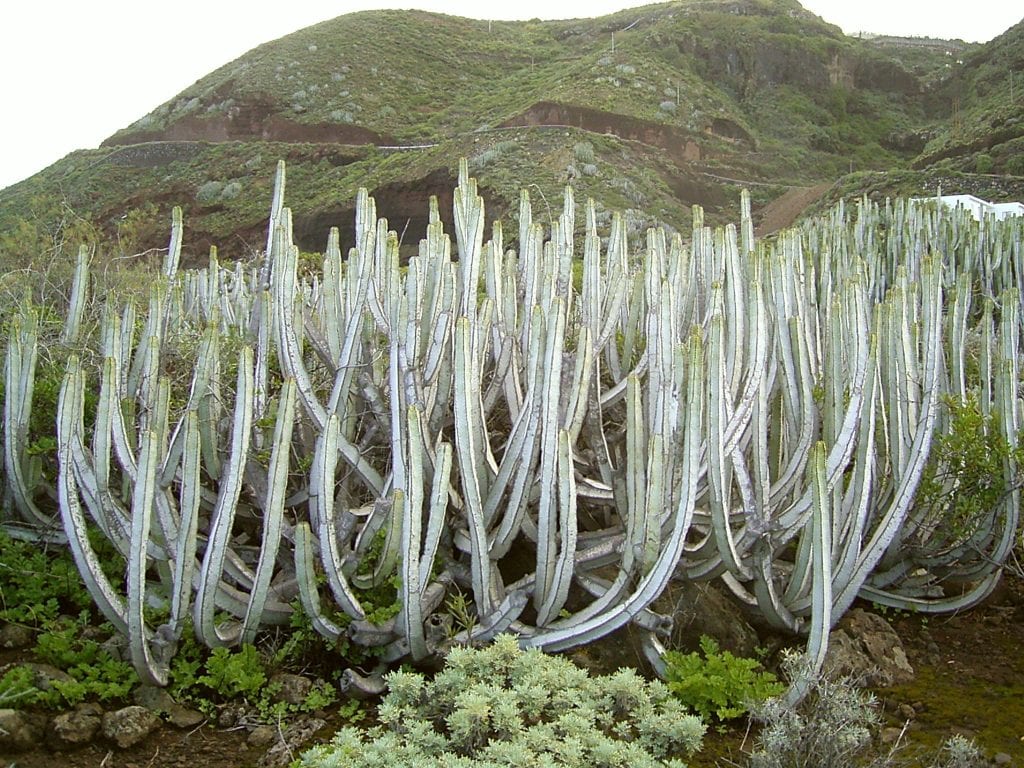 Euphorbia canariensis (cardón): cuidados y cultivo
