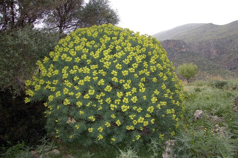 Euphorbia dendroides con sus llamativas umbelas amarillas en primavera