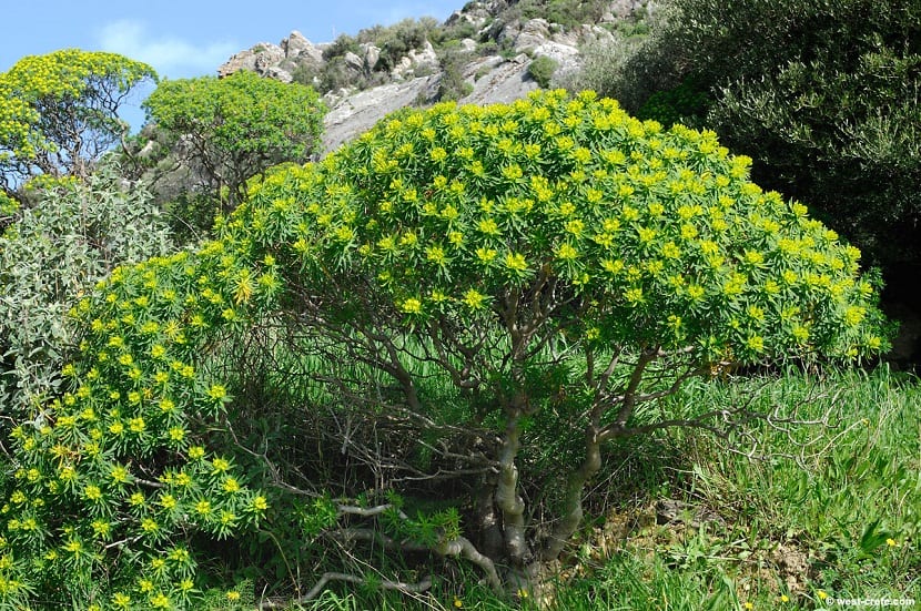 Euphorbia dendroides con porte de pequeño árbol en un jardín seco