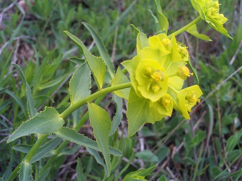 Mata de Euphorbia serrata con brácteas amarillo verdosas