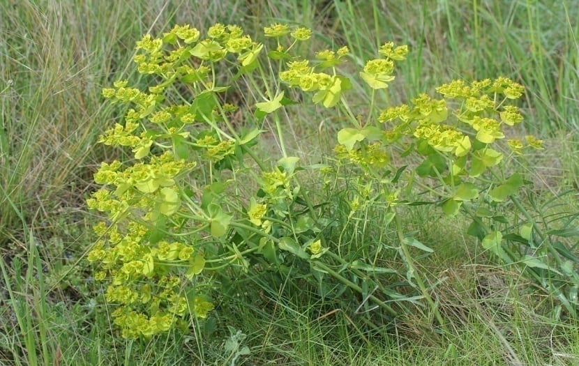 Euphorbia serrata creciendo de forma silvestre en un ribazo