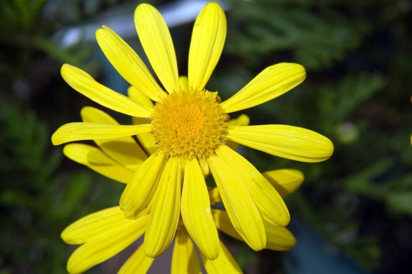 Mata de Euryops pectinatus en flor con follaje grisáceo