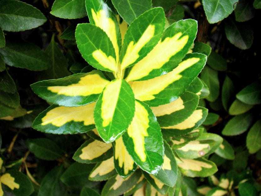 Evónimo variegado con hojas de borde amarillo