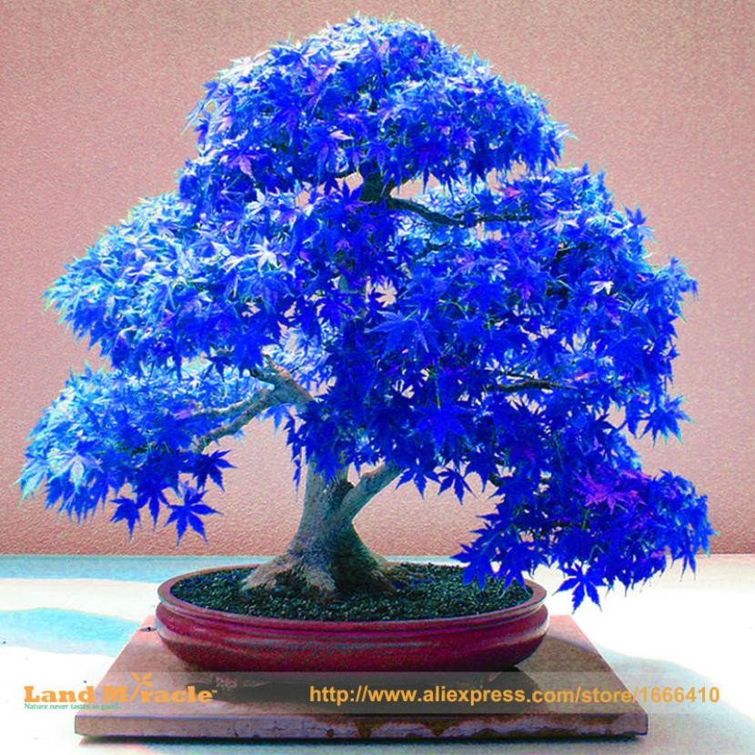 Hojas palmeadas de Acer palmatum con su color rojo característico