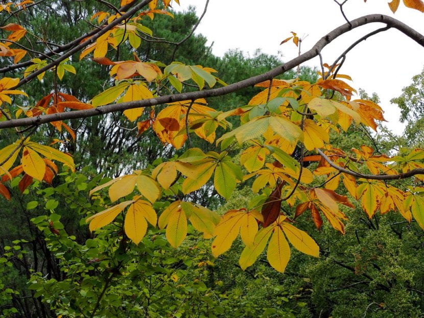Ejemplar de Aesculus turbinata, falso castaño japonés