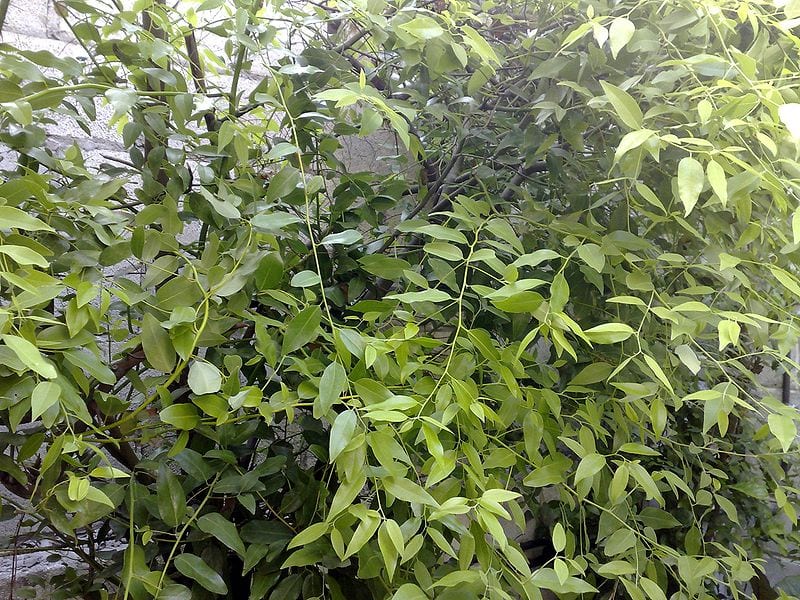 Ejemplar arbustivo de Litsea glaucescens creciendo junto a un muro