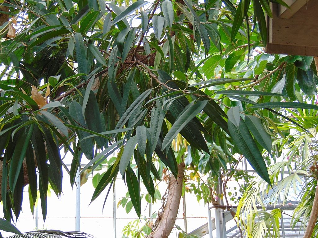 Ficus Alii: cuidados, riego, luz y poda en interior