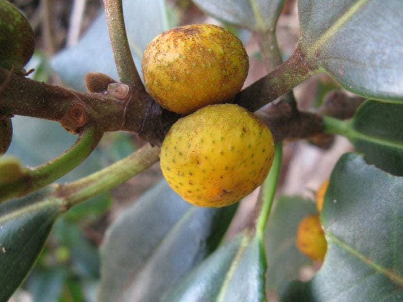 Frutos o siconos de Ficus rubiginosa madurando en la rama