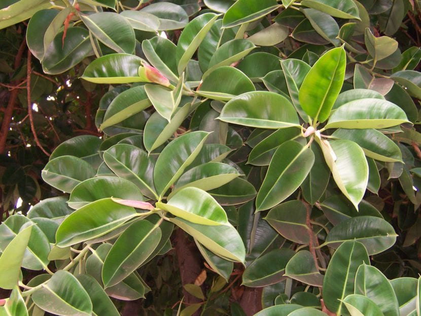 Ejemplar de Ficus elastica o gomero con sus hojas coriáceas y brillantes