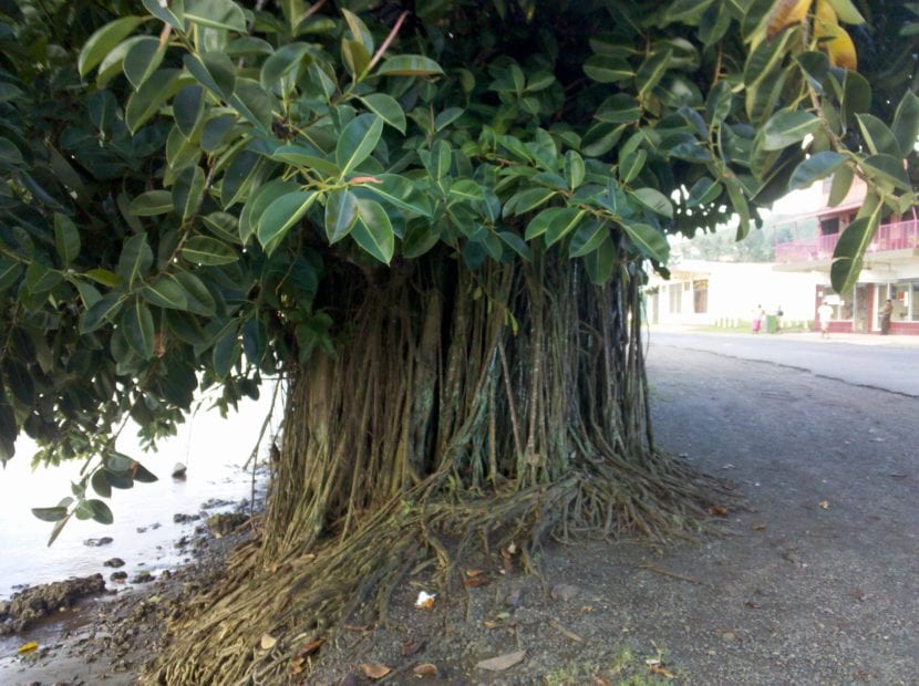 Raíces de Ficus elastica saliendo del cepellón