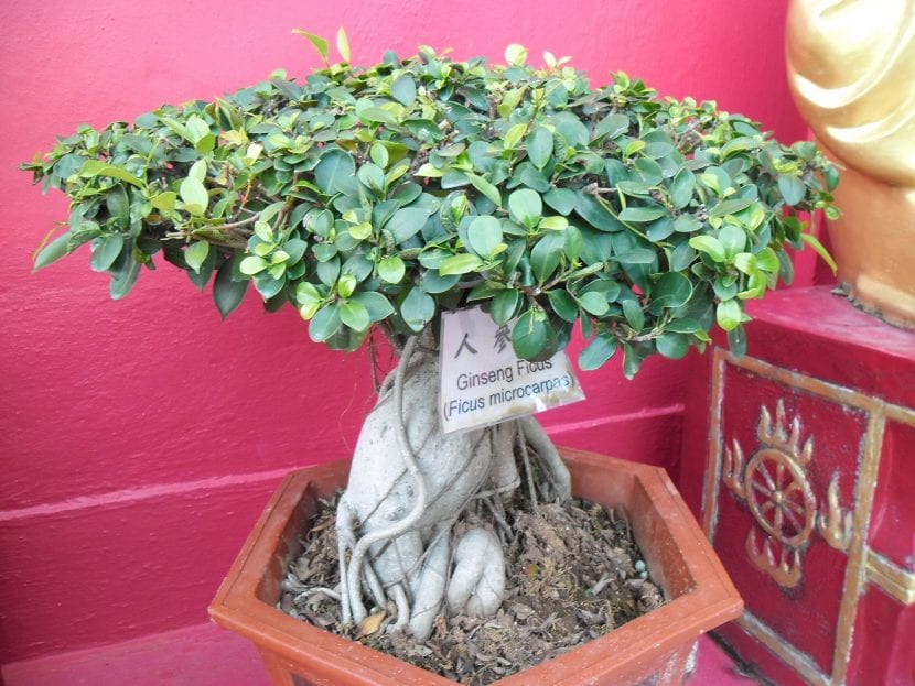 Ficus ginseng cultivado en maceta con la base de raíces engrosada