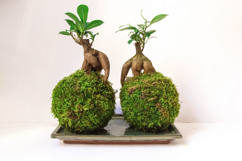 Ficus ginseng montado en kokedama