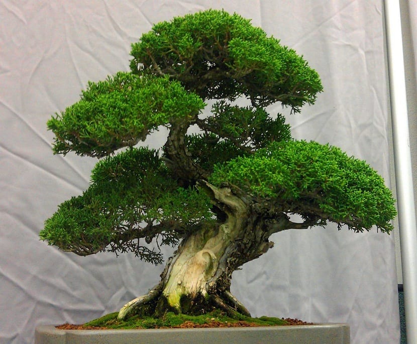 Ficus macrophylla trabajado como bonsái