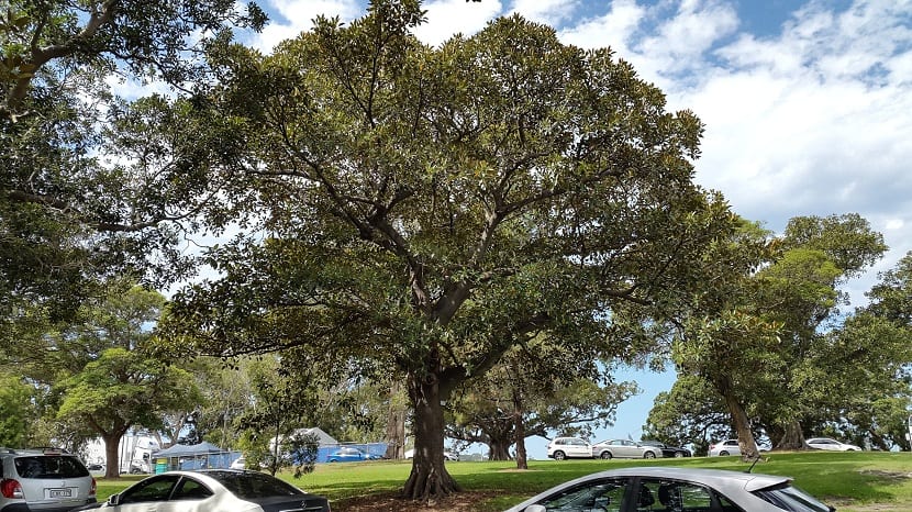 Ficus macrophylla creciendo en un entorno urbano