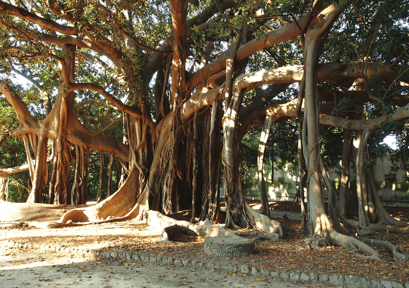 Ejemplar adulto de Ficus macrophylla en un parque público