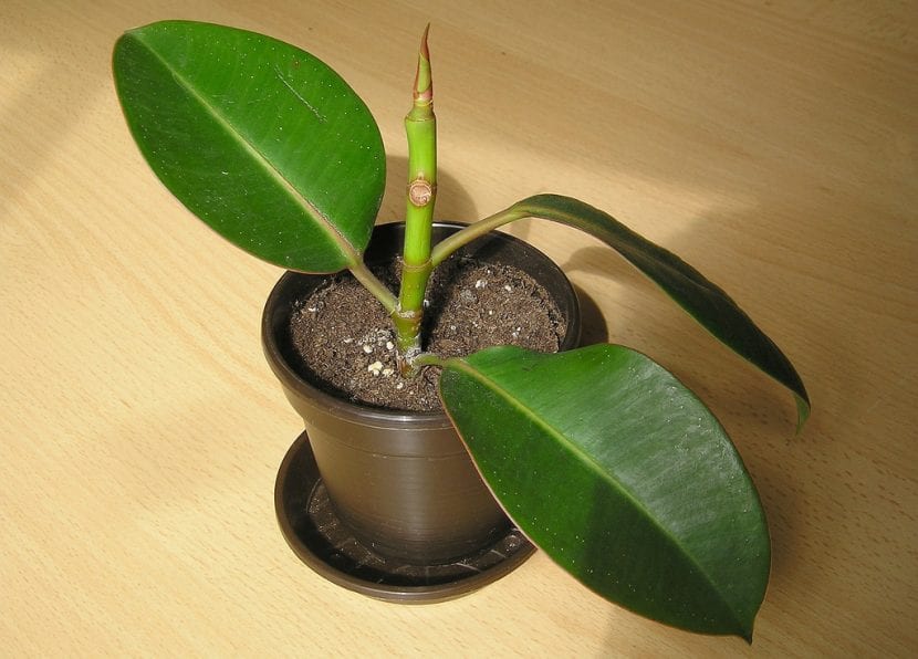 Hojas anchas y brillantes de Ficus elastica Robusta
