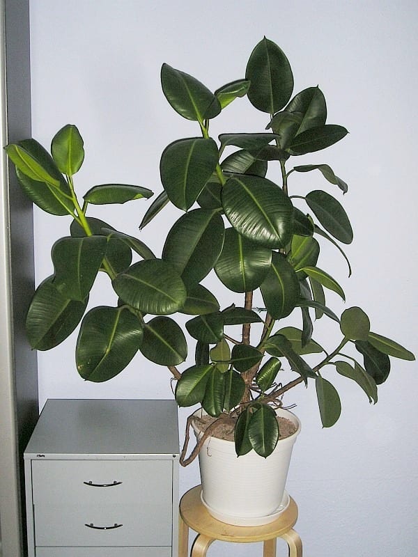 Ejemplar de Ficus robusta cultivado en maceta dentro de una vivienda