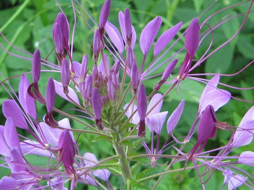 Flores del cleome abiertas al final del verano
