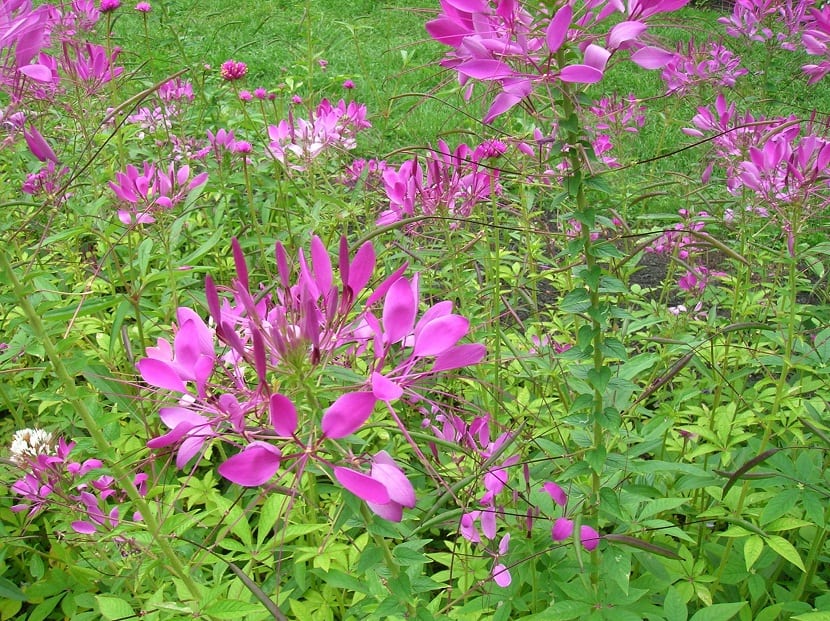 Flor de araña (Cleome): siembra, cuidados y cultivo real