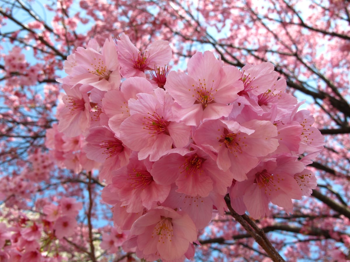 Flor de sakura: floración, significado y cultivo en España
