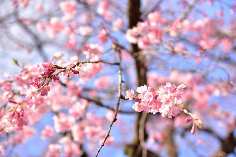 Flores de sakura abiertas en primavera