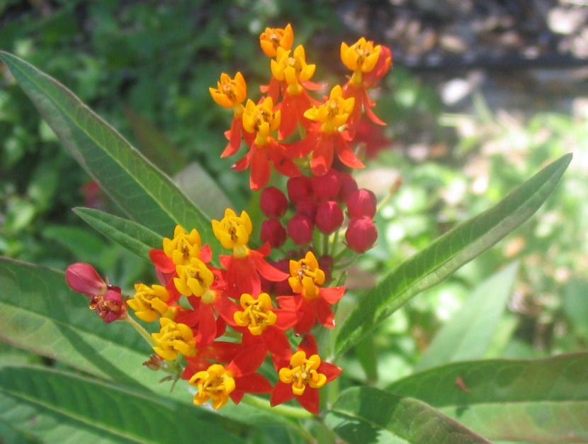 Mata florida de Asclepias curassavica con umbelas rojas y naranjas