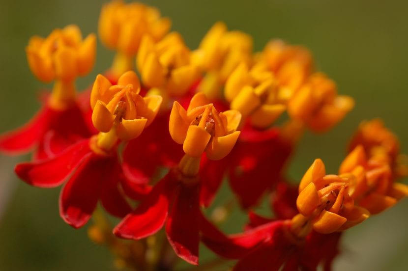 Detalle de la flor de Asclepias curassavica con corona amarilla