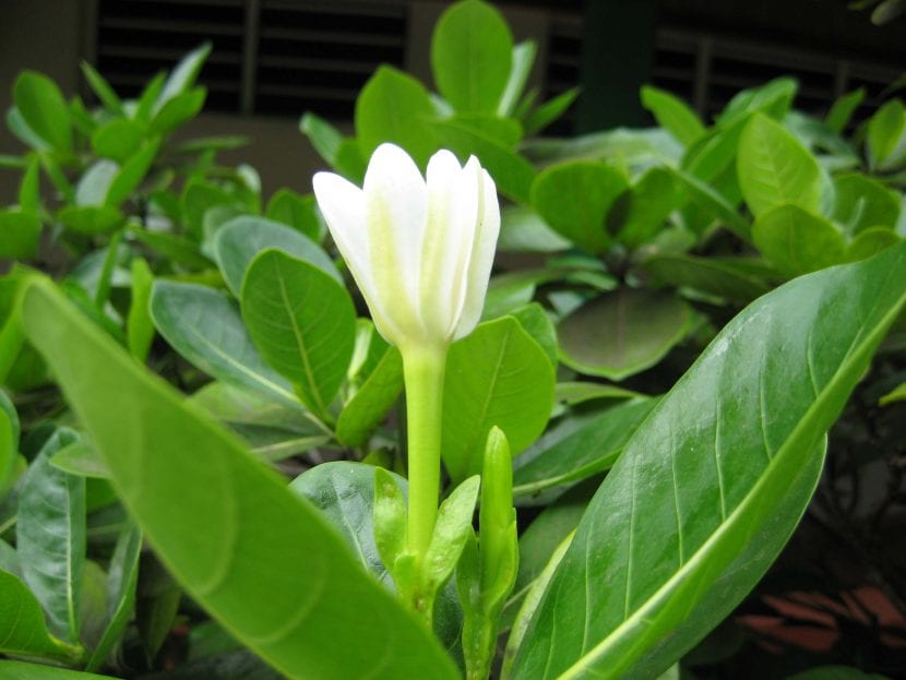 Hojas coriáceas y brillantes de la flor de tiaré
