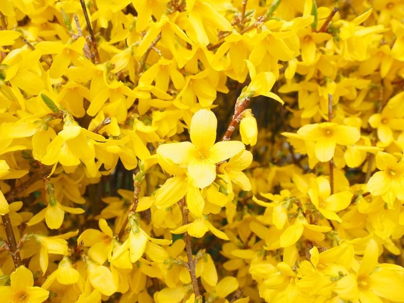Flores amarillas de forsitia sobre ramas sin hojas