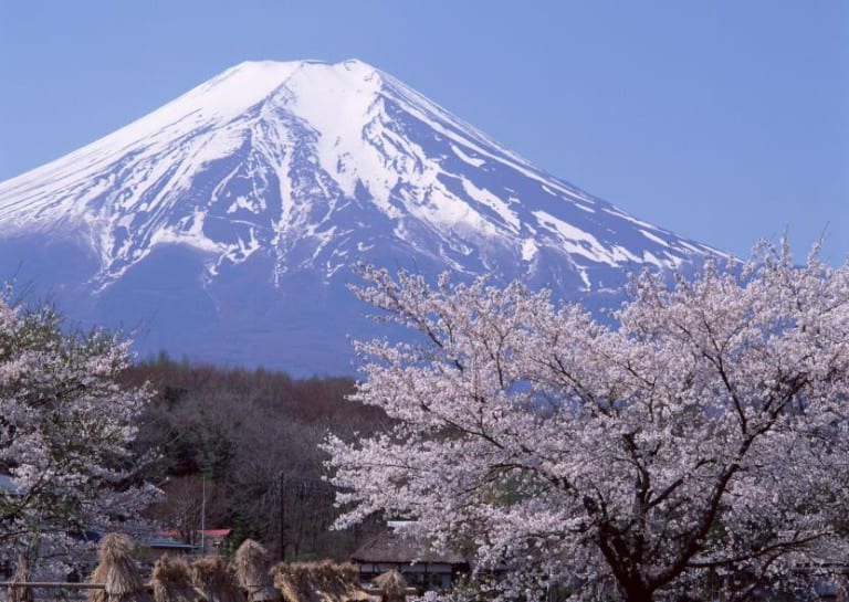 Cerezos japoneses en plena floración