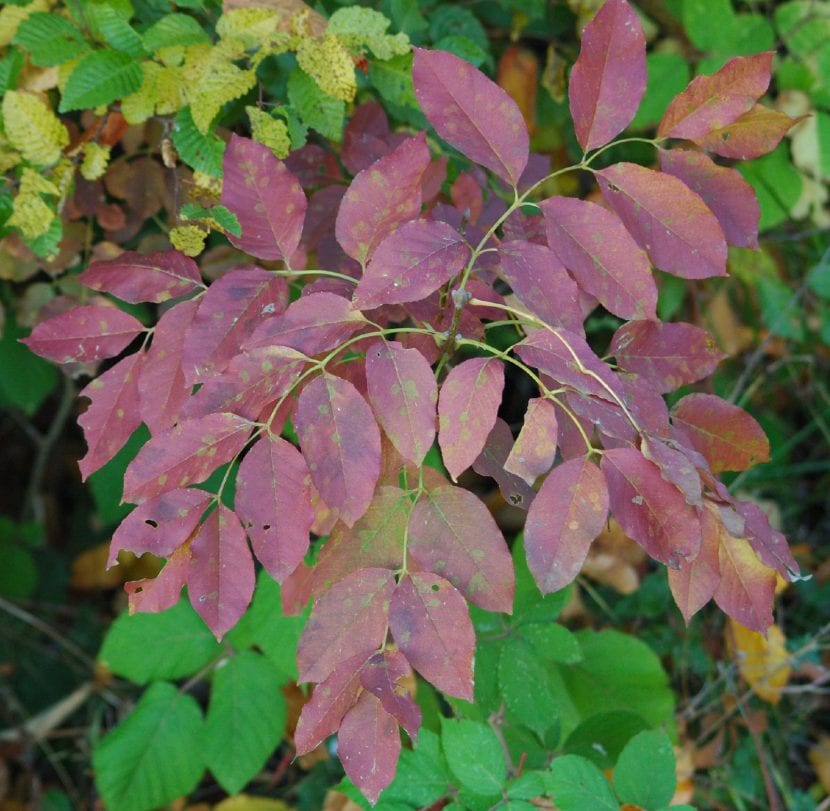 Fraxinus ornus con la hoja en color otoñal