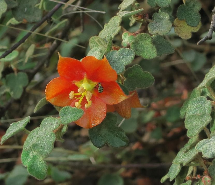 Flores de fremontia viradas a tonos anaranjados y cobrizos