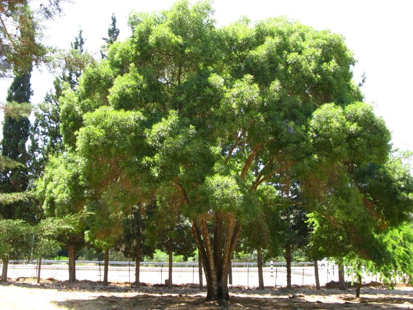 Ejemplar adulto de Fraxinus angustifolia, el fresno de hoja estrecha