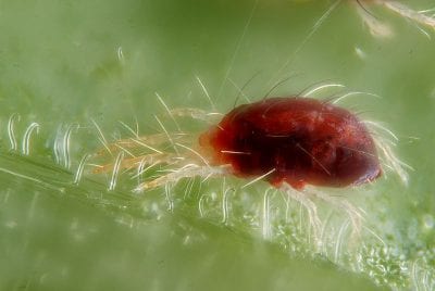 Detalle de un ejemplar de araña roja, plaga habitual en gardenias de interior