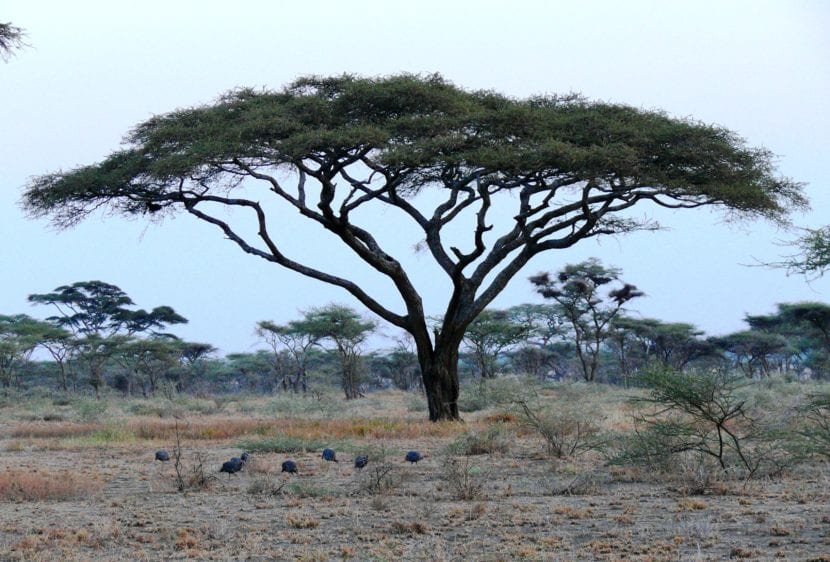 Acacia paraguas, Vachellia tortilis, con su característica copa aplanada