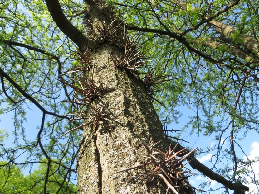 Tronco de Gleditsia triacanthos con espinas ramificadas